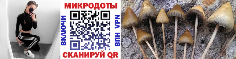 где купить Рошаль Галлюциногенные грибы ЛСД